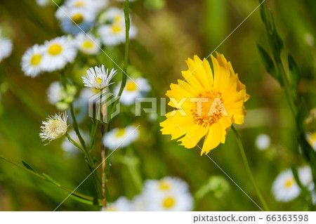 黃花木瓜雛菊金雞菊花野花 黃花木瓜雛菊金雞菊花野花 66363598