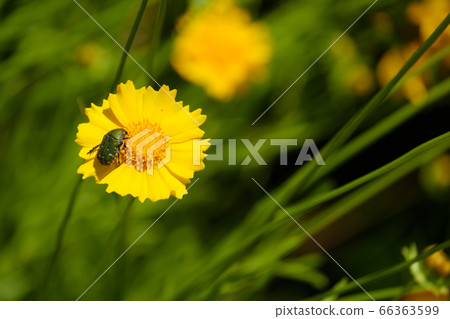 Yellow flower quince daisies golden chicken chrysanthemum wildflowers Yellow flower quince daisies golden chicken chrysanthemum wildflowers 66363599