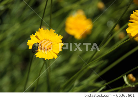 Yellow flower quince daisies golden chicken chrysanthemum wildflowers 66363601