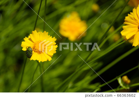 Yellow flower quince daisies golden chicken chrysanthemum wildflowers 66363602