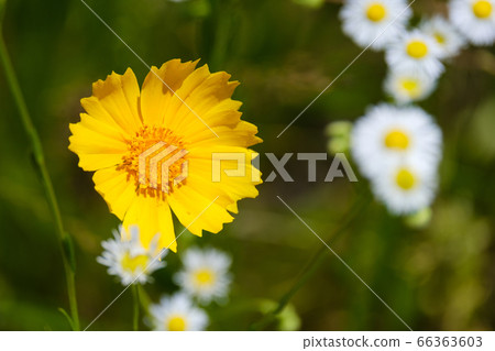 Yellow flower quince daisies golden chicken chrysanthemum wildflowers 66363603