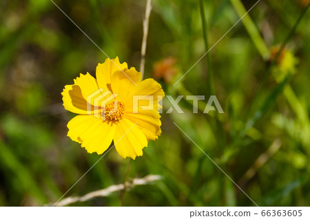 Yellow flower quince daisies golden chicken chrysanthemum wildflowers 66363605