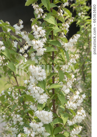Malvalley flower Malvalley flower 66363660