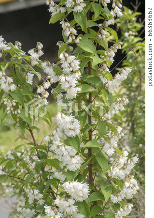 Malvalley flower Malvalley flower 66363662