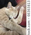 Cat stretch 66363813
