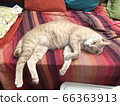 Cat 66363913