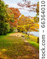 Spot-billed duck walks along the lake 66364010