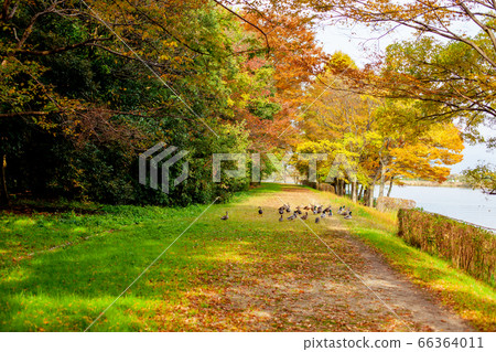 Spot-billed duck walks along the lake Spot-billed duck walks along the lake 66364011