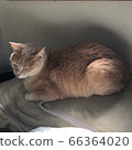 Cat twilight 66364020