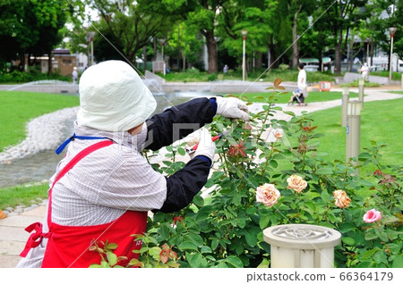 Pruning after flowers Pruning after flowers 66364179