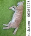 Full of cats 66364223