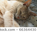 Glimpse of a cat 66364430