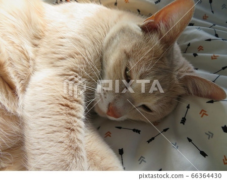 Glimpse of a cat Glimpse of a cat 66364430