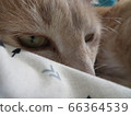 Cat's staring 66364539