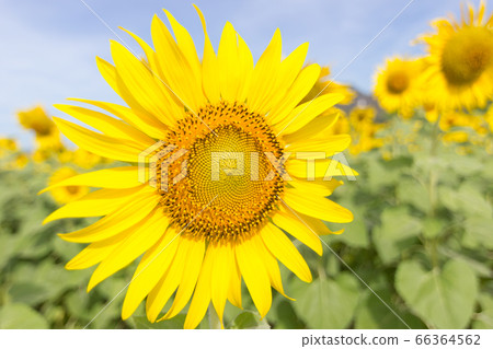 Sunflower or Helianthus in Sunflower Field Sunflower or Helianthus in Sunflower Field 66364562