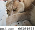 Staring cat 66364653