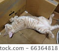 Cat jumping 66364818