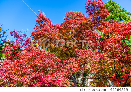 秋葉映襯的藍天凱漢娜紀念公園11月秋天 66364819