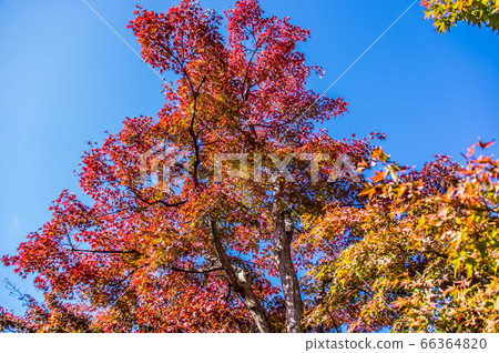 Autumn leaves looking up with the blue sky Keihanna Memorial Park Autumn November 66364820