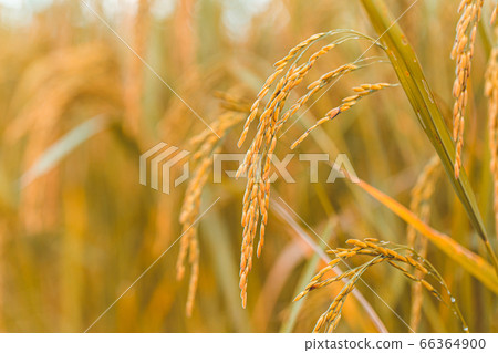 close up of yellow green rice field 66364900