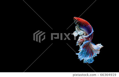 Betta fish, siamese fighting fish, betta splendens 66364919