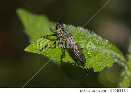 馬加雷爾雪松 馬加雷爾雪松 66365184