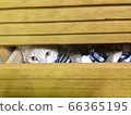 Cat's hide and seek 66365195