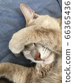 Cat dazzling 66365436