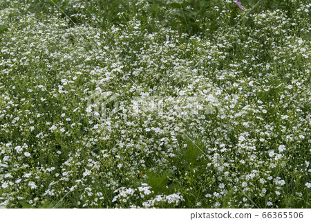 Moss Moss 66365506