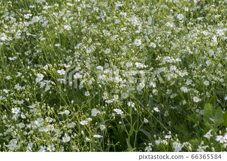 Moss Moss 66365584