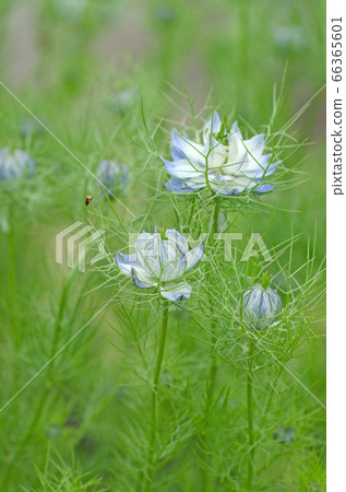 Nigella (Scutellariae) flowers whose buds have begun to open 66365601