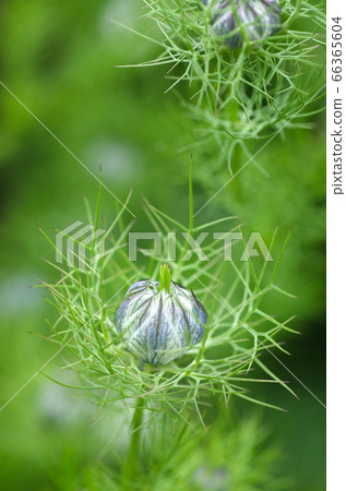 Bud of Nigella Bud of Nigella 66365604