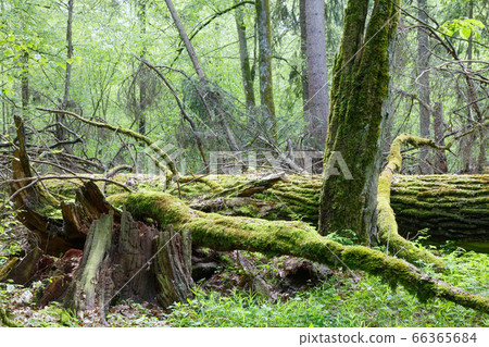 Moss and lichen wrapped tree parts 66365684