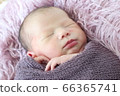 Newborn Photo 66365741