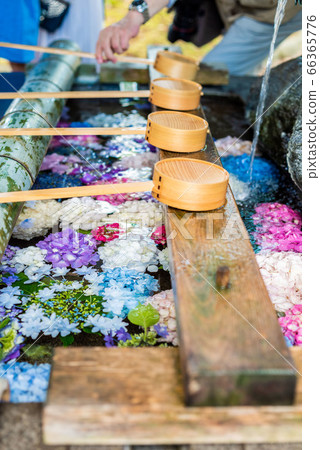 Ono Shrine Onishi Hydrangea Festival Ono Shrine Onishi Hydrangea Festival 66365776