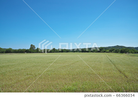 Summer buckwheat field 66366034
