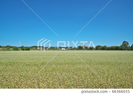 Summer buckwheat field Summer buckwheat field 66366035