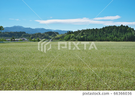夏天蕎麥領域 66366036