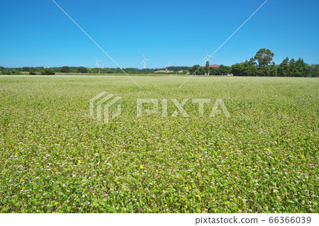 夏天蕎麥領域 夏天蕎麥領域 66366039