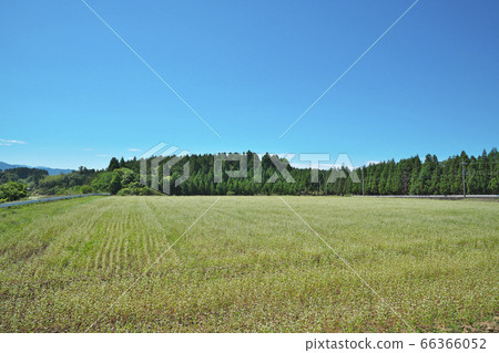 夏天蕎麥領域 66366052