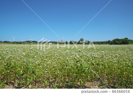 Summer buckwheat field Summer buckwheat field 66366058