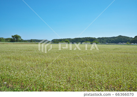 夏天蕎麥領域 夏天蕎麥領域 66366070