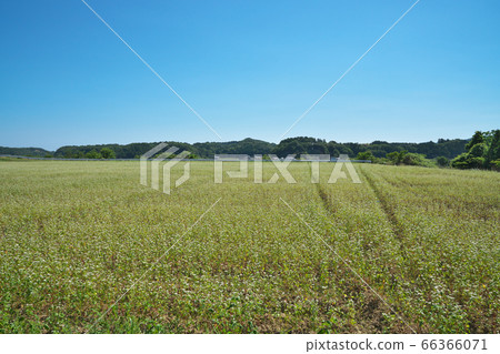 夏天蕎麥領域 夏天蕎麥領域 66366071