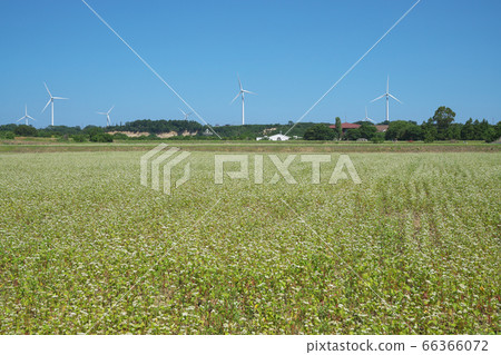 夏天蕎麥領域 夏天蕎麥領域 66366072