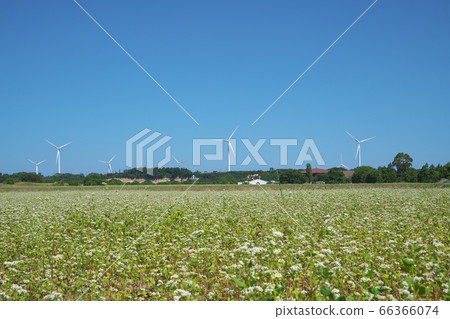 夏天蕎麥領域 66366074