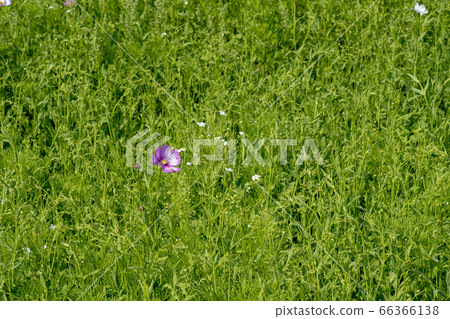 Angaekkot Angaekkot 66366138