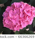 繡球 66366269