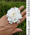梔子花 66366460