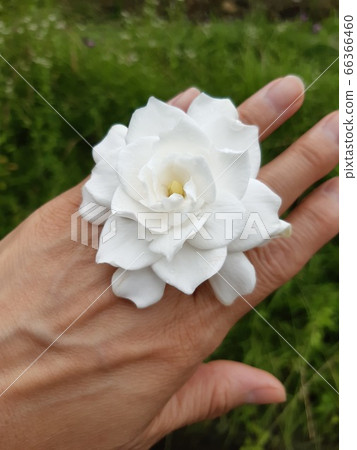 梔子花 66366460