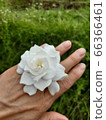 梔子花 66366461